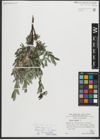 Foto von Salix repens subsp. incubacea (L.) A. Neumann